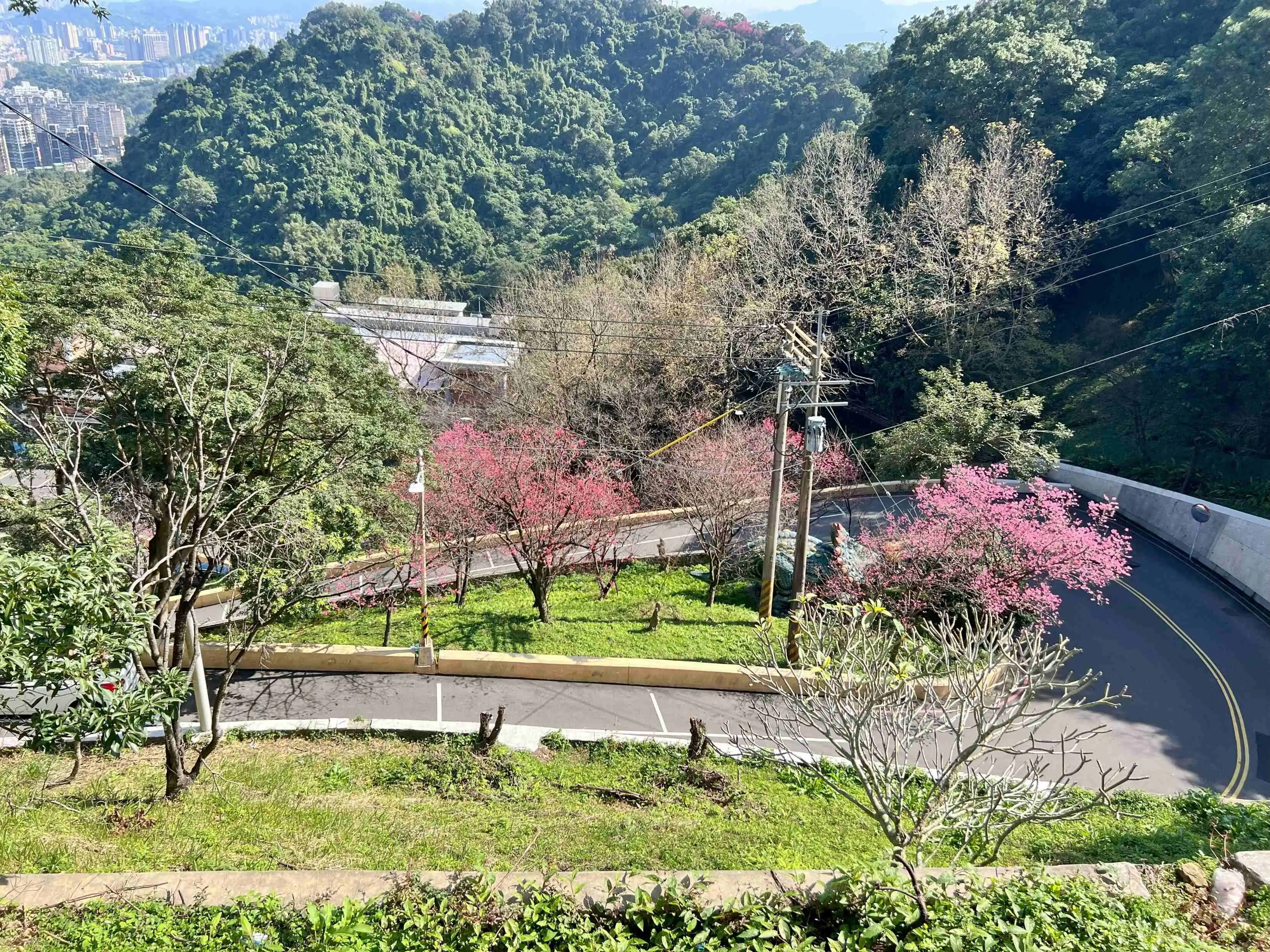 中和通往南山福德宮的S型彎道上，沿途可見成排的山櫻花綻放，讓人驚喜連連！(圖/新北市政府 提供)