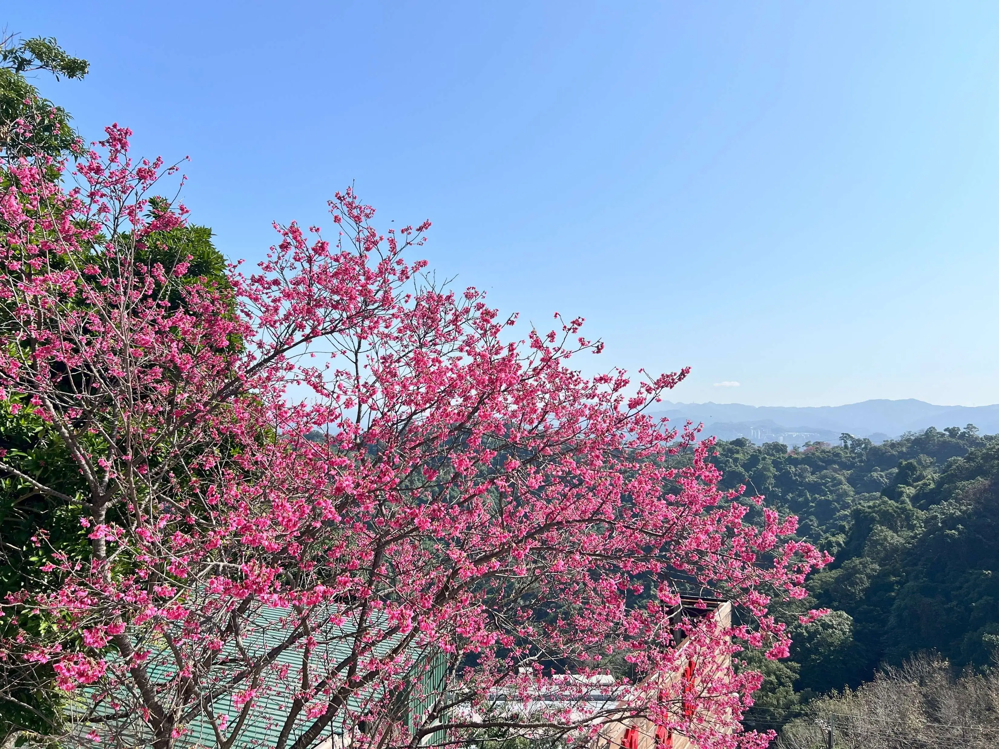 登高至中和烘爐地可俯瞰大臺北地區，山巒、櫻花與城市景觀交織的遼闊視野映入眼簾。(圖/新北市政府 提供)