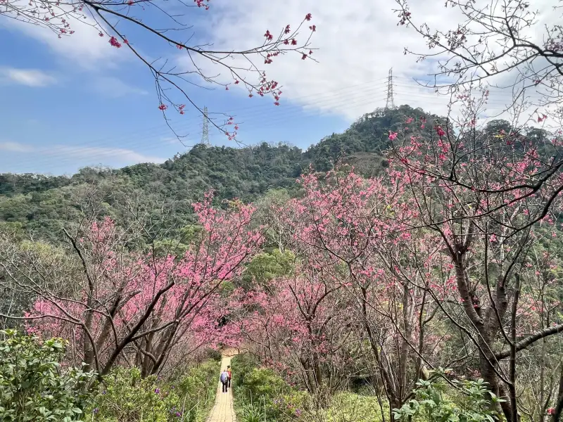 走入山林追櫻趣　新北景觀處推薦中和烘爐地、土城太極嶺健行賞花