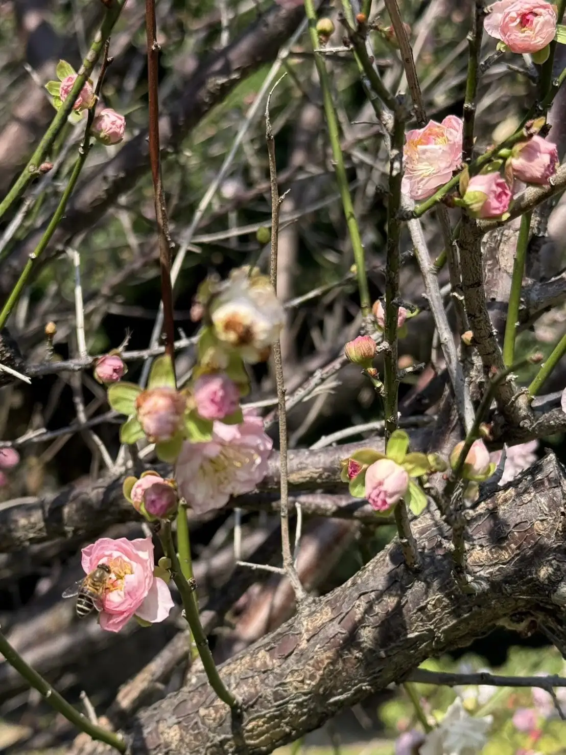 白梅、粉梅齊放。(圖/臺北市政府工務局 提供)