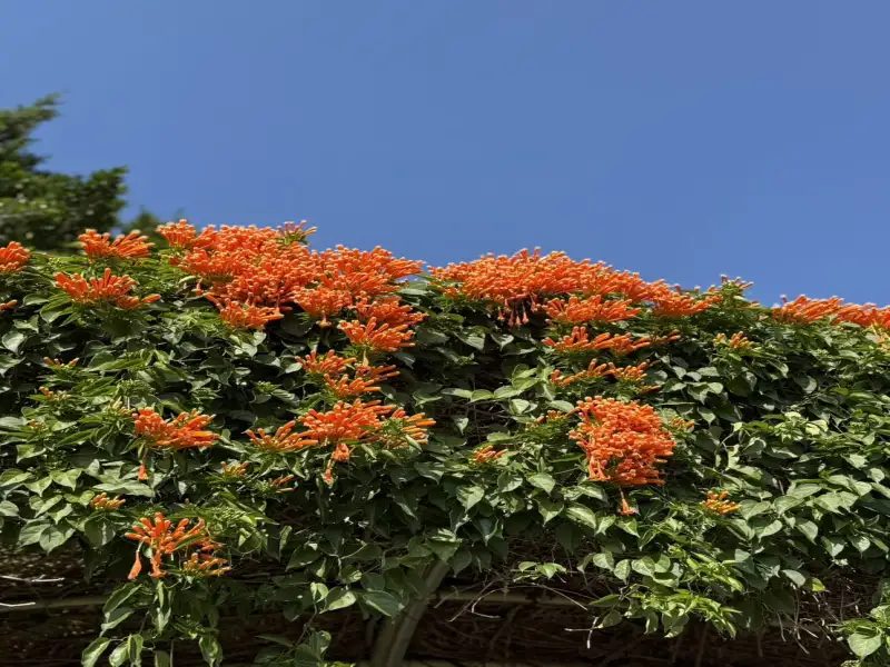 花博圓山炮仗花盛開 橘黃花瀑迎春綻放