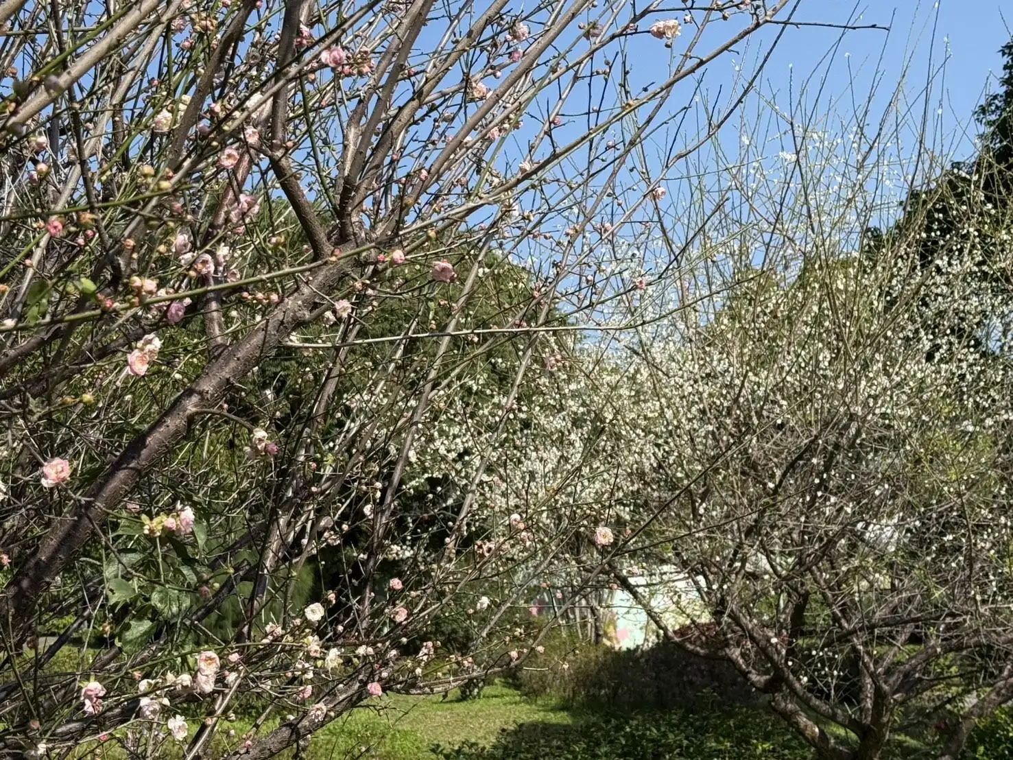 白梅、粉梅齊放。(圖/臺北市政府工務局 提供)