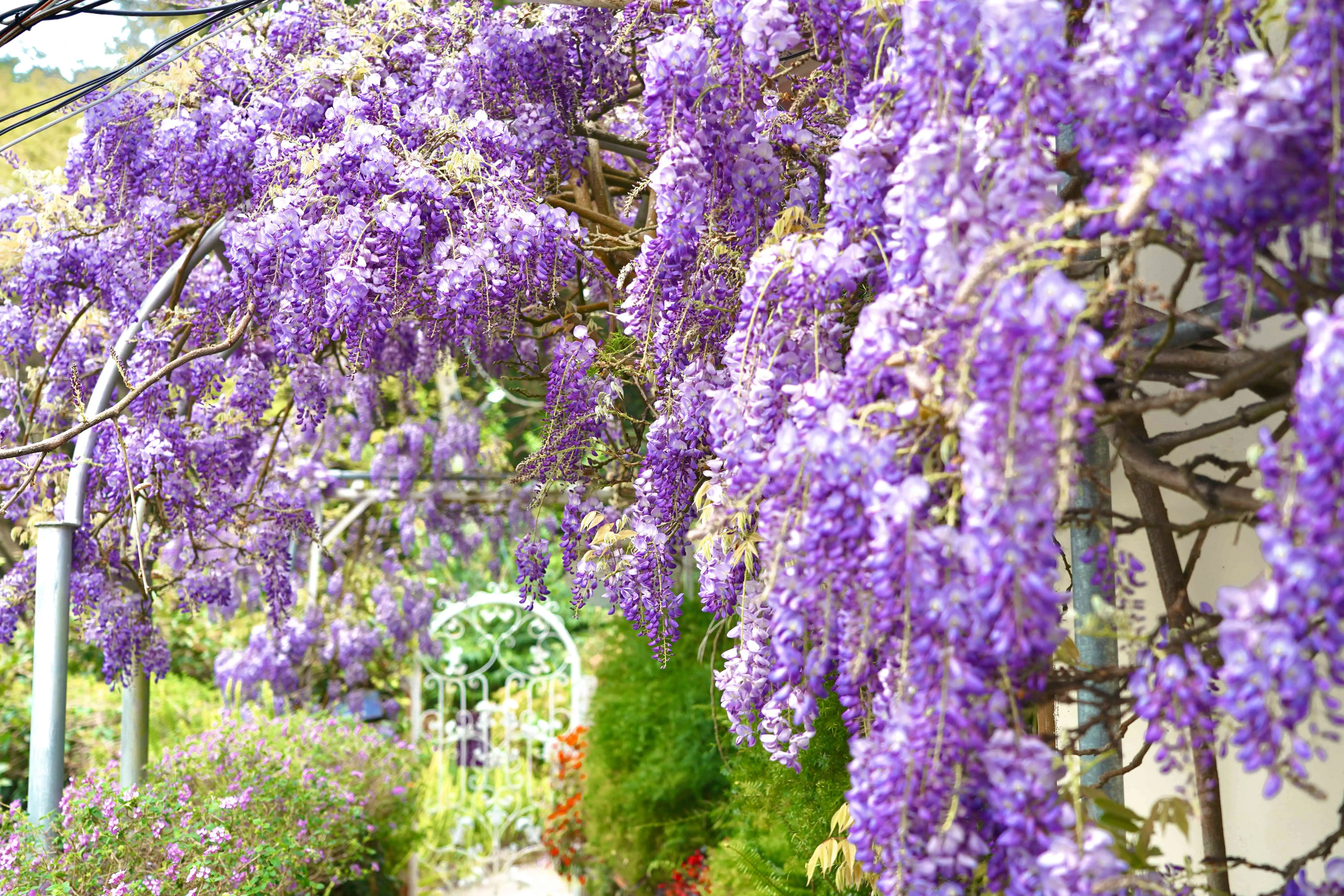 三月瑞里紫藤(資料照)。（圖／嘉義文觀局　提供）