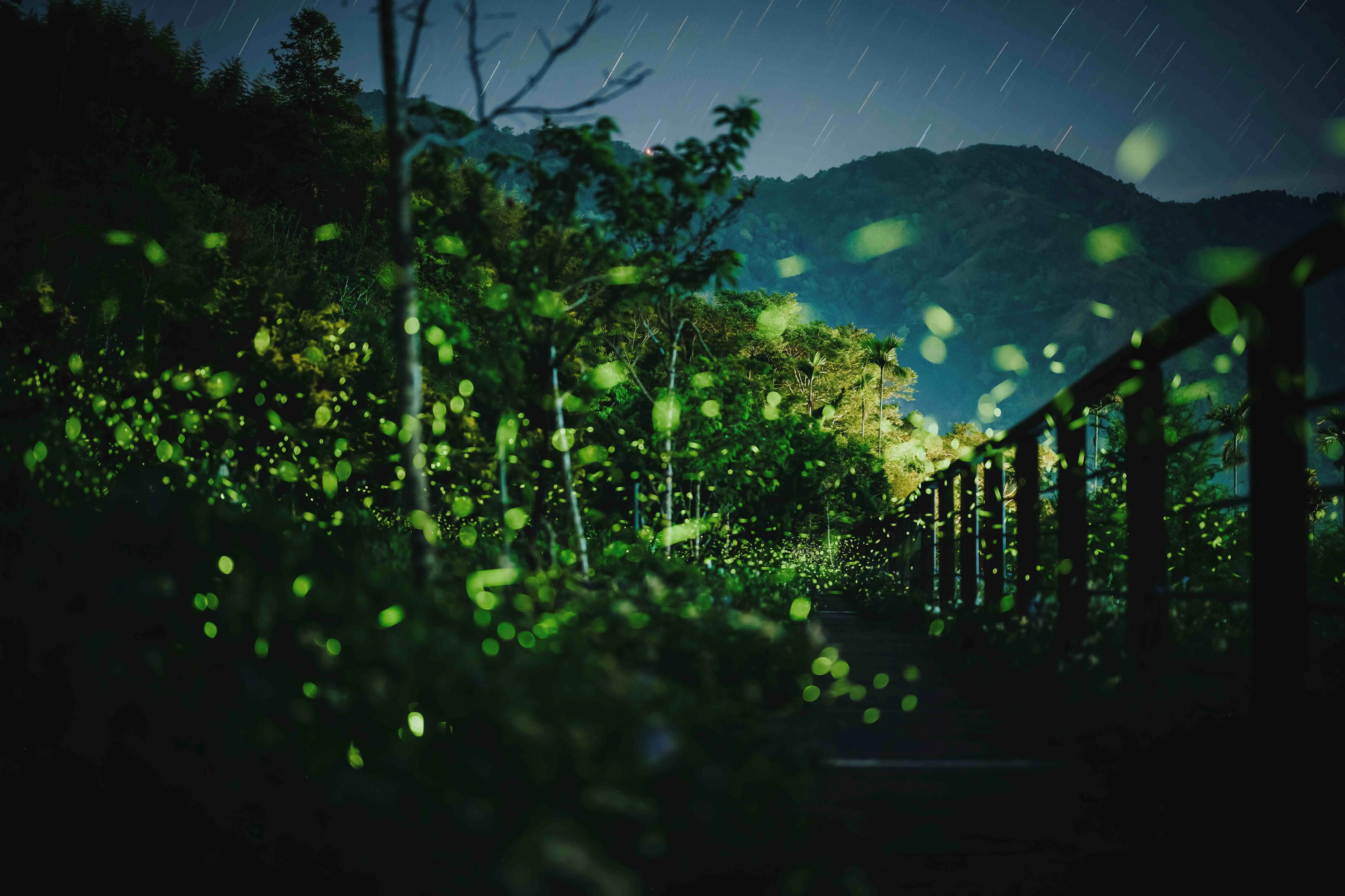 瑞里．戀戀螢光復育地(舊照)。（圖／嘉義文觀局　提供）