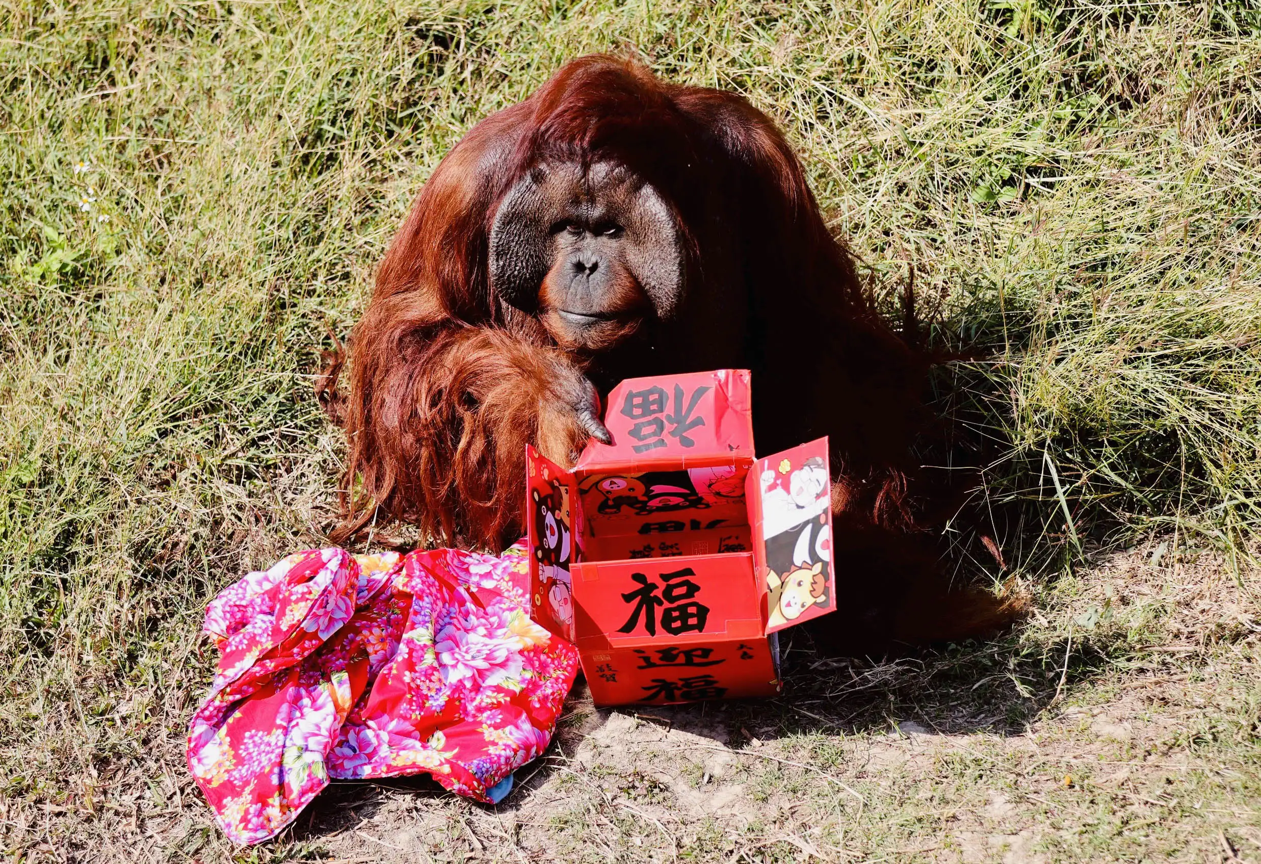 壽山動物園「壽Q家族」全新IP形象於春節期間正式亮相，園方推出走春雙重賞活動，邀請民眾入園拍照打卡參加票選抽好禮。（圖/高雄市觀光局提供）