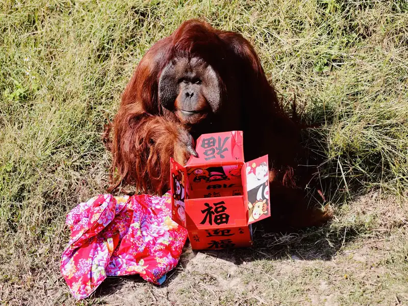 壽山動物園「壽Q家族」全新IP登場  高雄熊領軍走春雙重賞掀萌經濟
