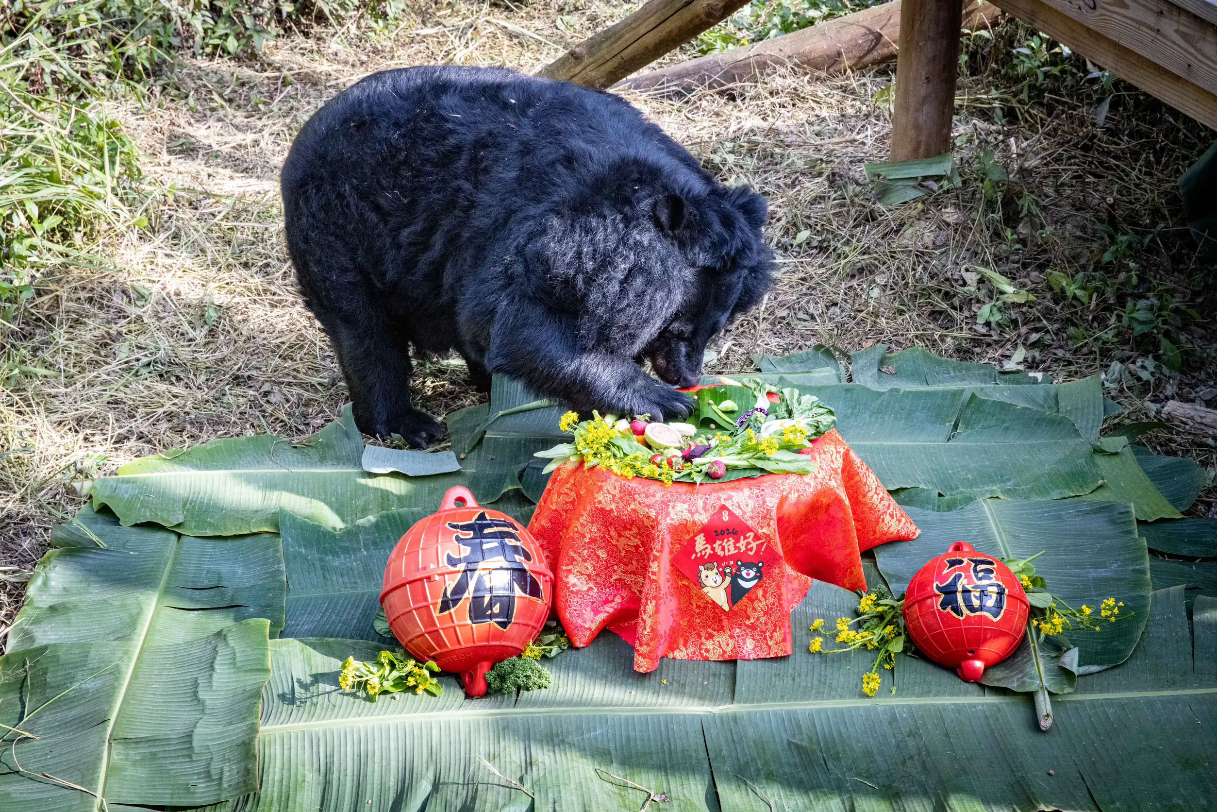 壽山動物園「壽Q家族」全新IP形象於春節期間正式亮相，園方推出走春雙重賞活動，邀請民眾入園拍照打卡參加票選抽好禮。（圖/高雄市觀光局提供）