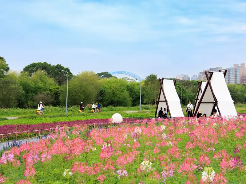 228連假不出國！古亭河濱24萬株花海綻放打造夢幻花毯