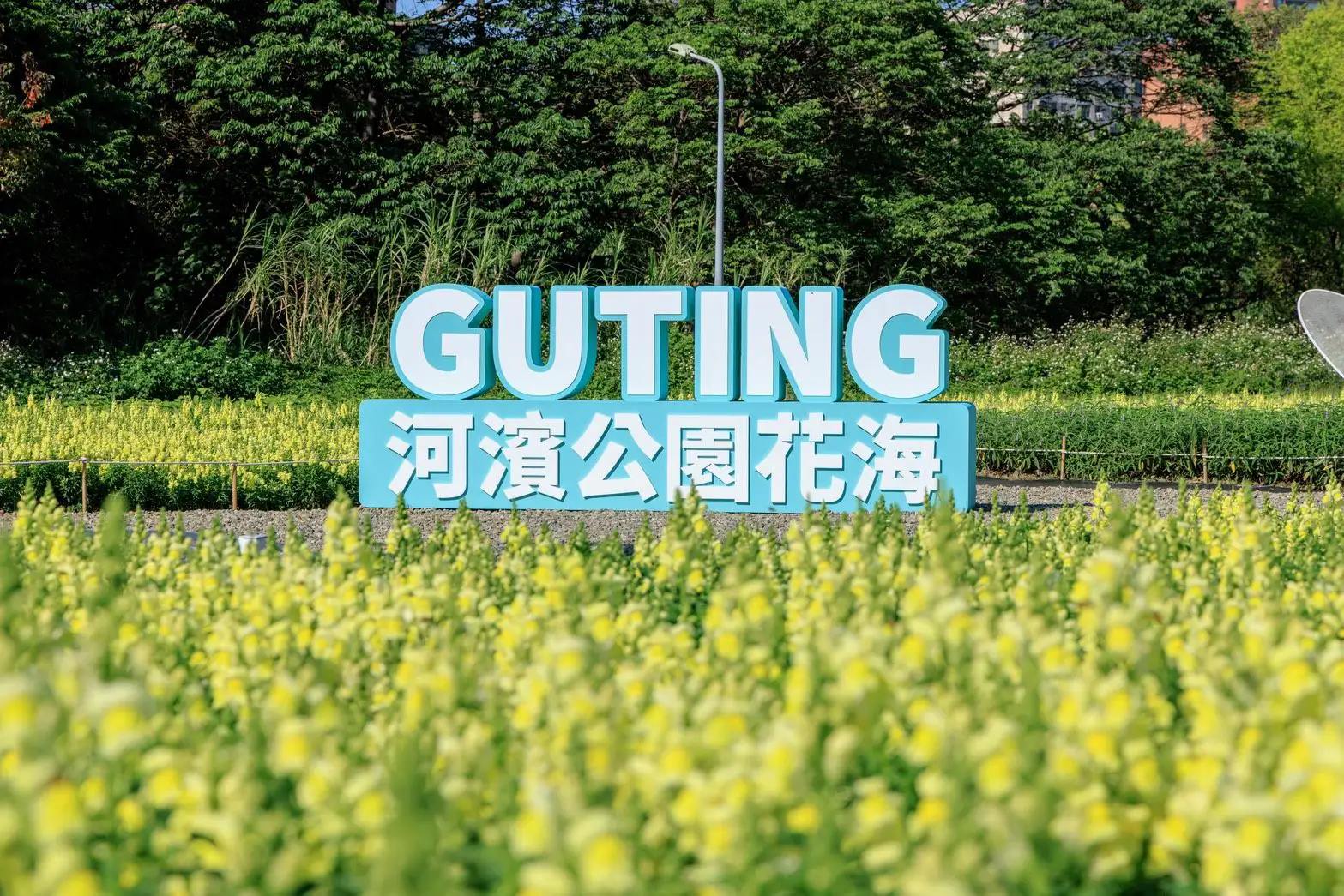 古亭河濱公園花海盛開，大片金黃色花毯鋪展河岸，成為民眾賞花與拍照打卡的熱門焦點。(圖/台北市政府提供)