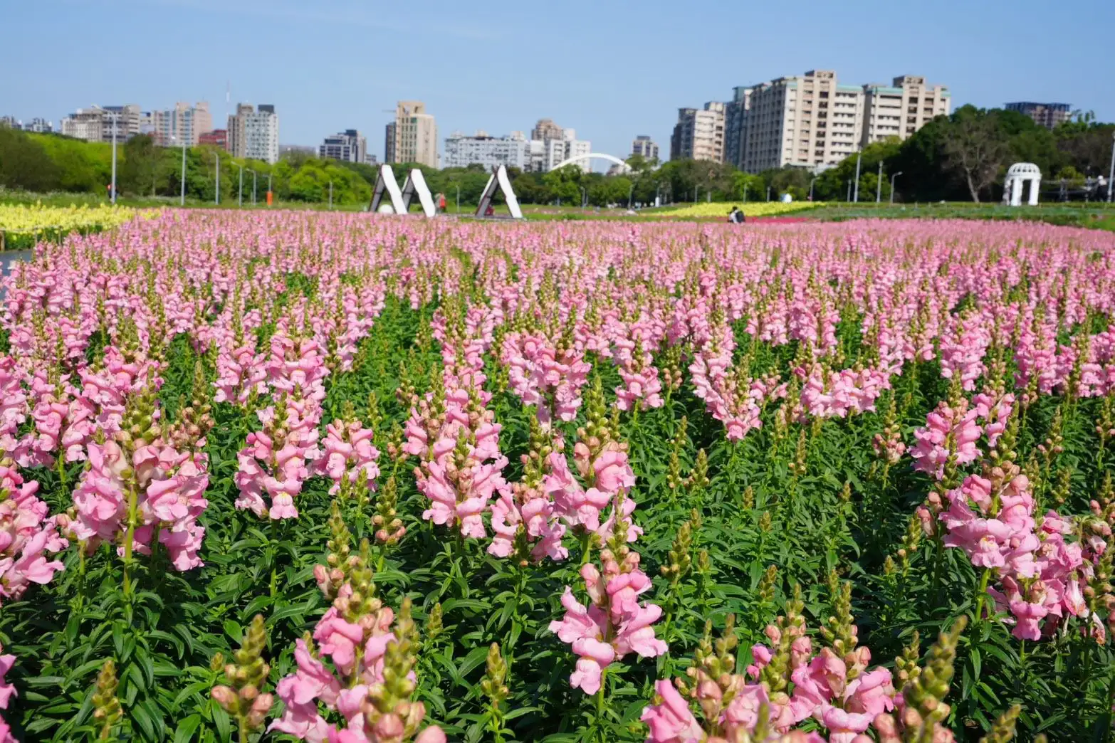 古亭河濱公園花海繽紛盛放，營造浪漫愜意的春日賞花氛圍。(圖/台北市政府提供)