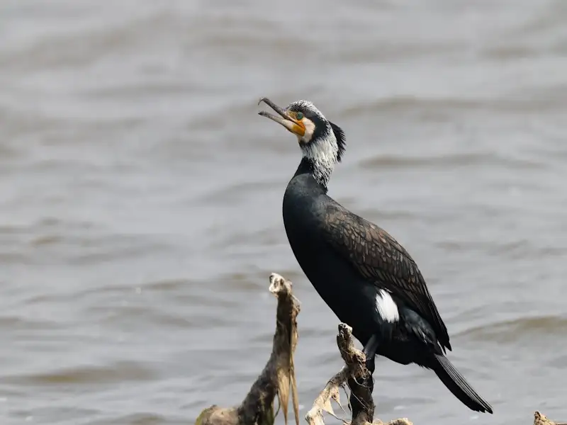 春意「羽」動！墾丁龍鑾潭水鳥爭艷，邀您共賞生態時尚大秀