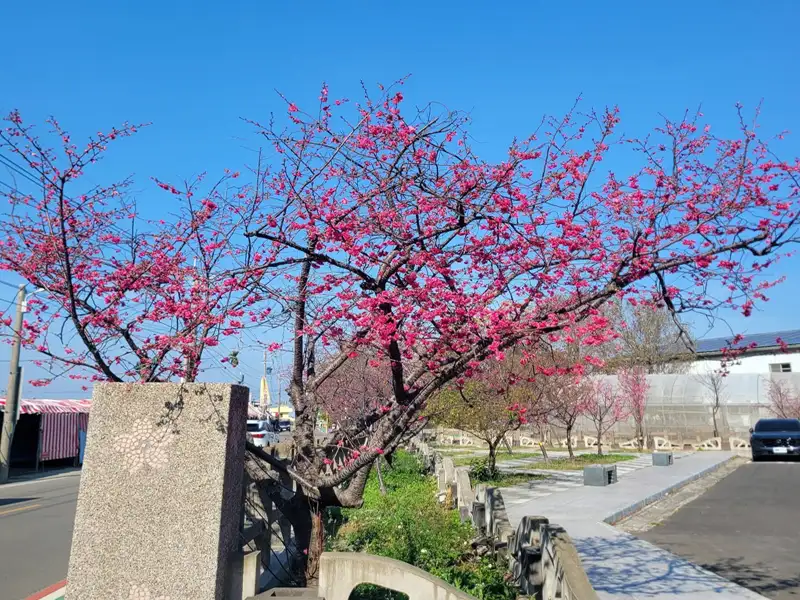 后里泰安派出所前櫻花盛開，粉紅花朵綻放枝頭，在藍天映襯下格外亮眼，春意盎然、花況正佳，吸引民眾前來賞櫻拍照。(圖/台中市政府提供)