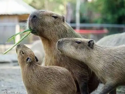 頑皮世界野生動物園水豚成為親子熱門拍照焦點。(圖/台南觀旅局提供)