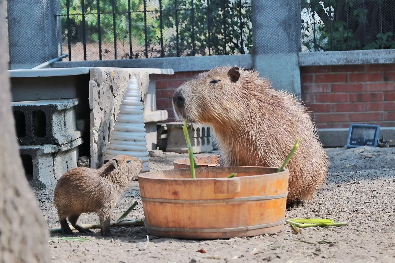 安平出張所水豚寶寶「糯米」可愛亮相，呆萌模樣融化遊客。(圖/台南觀旅局提供)