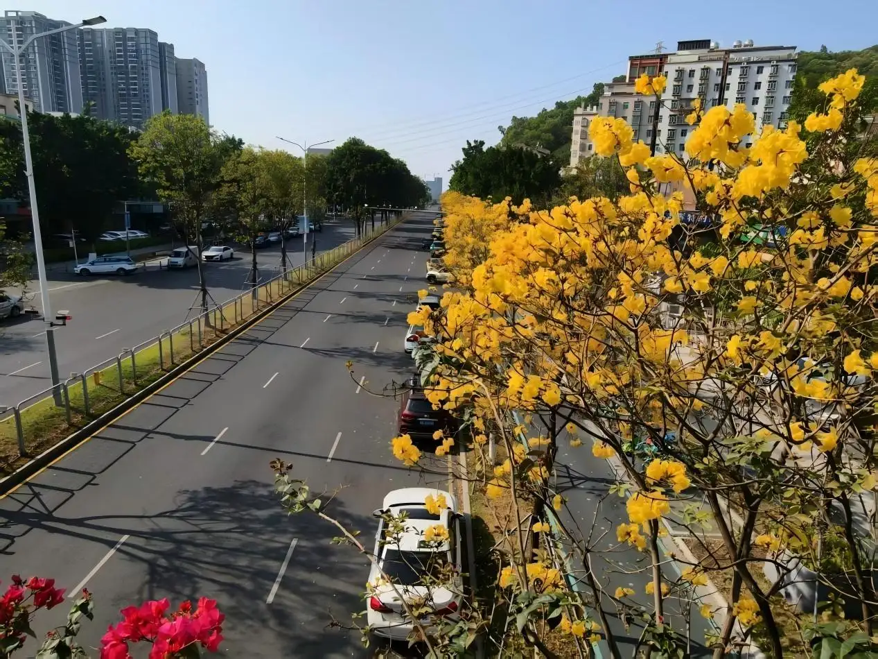 黃花風鈴木綻放枝頭，金色花浪鋪展六公里長廊，將西鄉街道妝點成春日限定風景。(記者楊婉攝)