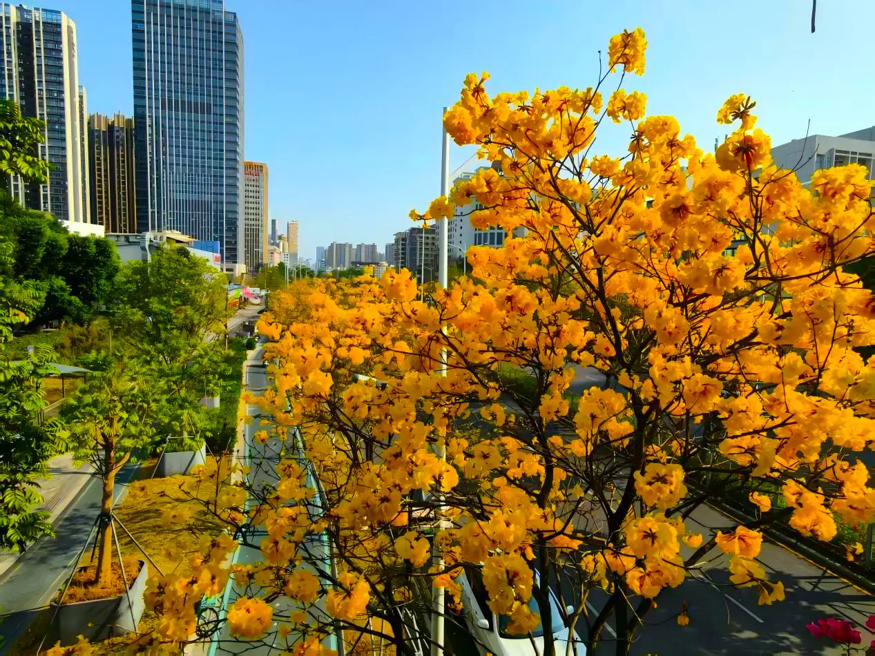 黃花風鈴木綻放枝頭，金色花浪鋪展六公里長廊，將西鄉街道妝點成春日限定風景。(記者楊婉攝)