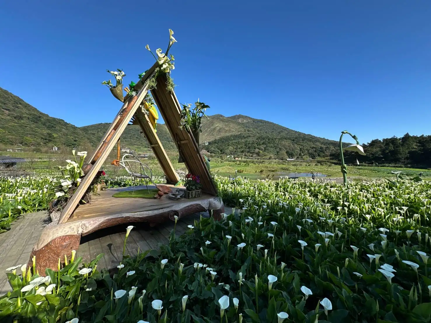 陽明山竹子湖大片海芋花海盛開，花田結合景觀裝置與山景，形成春季最具代表性的賞花景觀，吸引遊客前來拍照打卡。(圖/臺北市政府產業發展局提供)