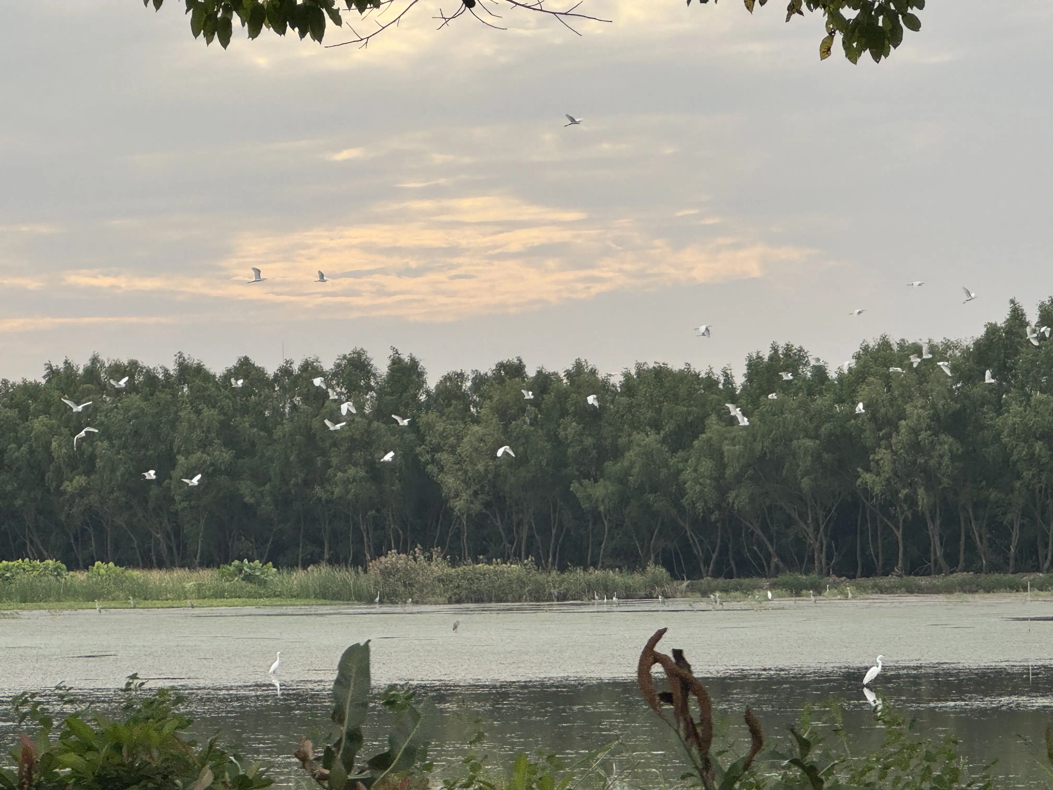廣州南沙濕地公園綠意盎然，紅樹林與水域交織成豐富生態環境，大批候鳥盤旋棲息，展現珠三角重要濕地的自然風貌。（記者楊婉攝）