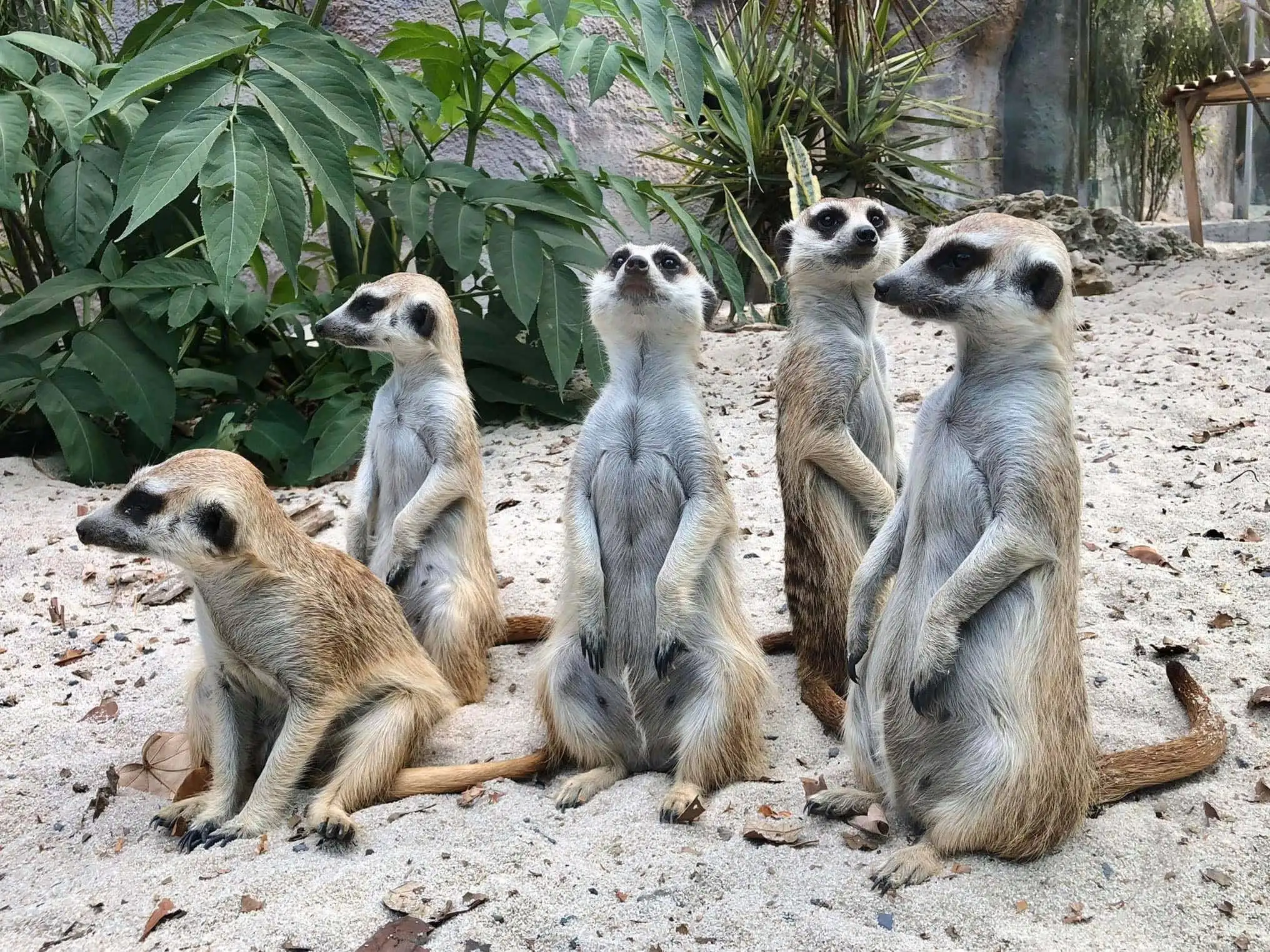 高雄市觀光局表示，高雄兒童節「恐龍酷樂園」將於4月3日至6日在衛武營國家藝術文化中心舉行，壽山動物園同步推出「壽山童話祭」，12歲以下兒童可免費入園並享餐飲優惠。（圖/觀光局提供）
