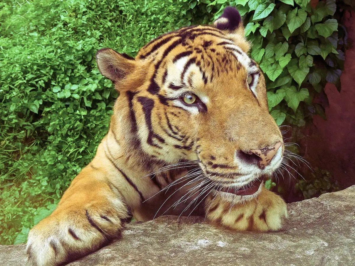 高雄市觀光局表示，高雄兒童節「恐龍酷樂園」將於4月3日至6日在衛武營國家藝術文化中心舉行，壽山動物園同步推出「壽山童話祭」，12歲以下兒童可免費入園並享餐飲優惠。（圖/觀光局提供）