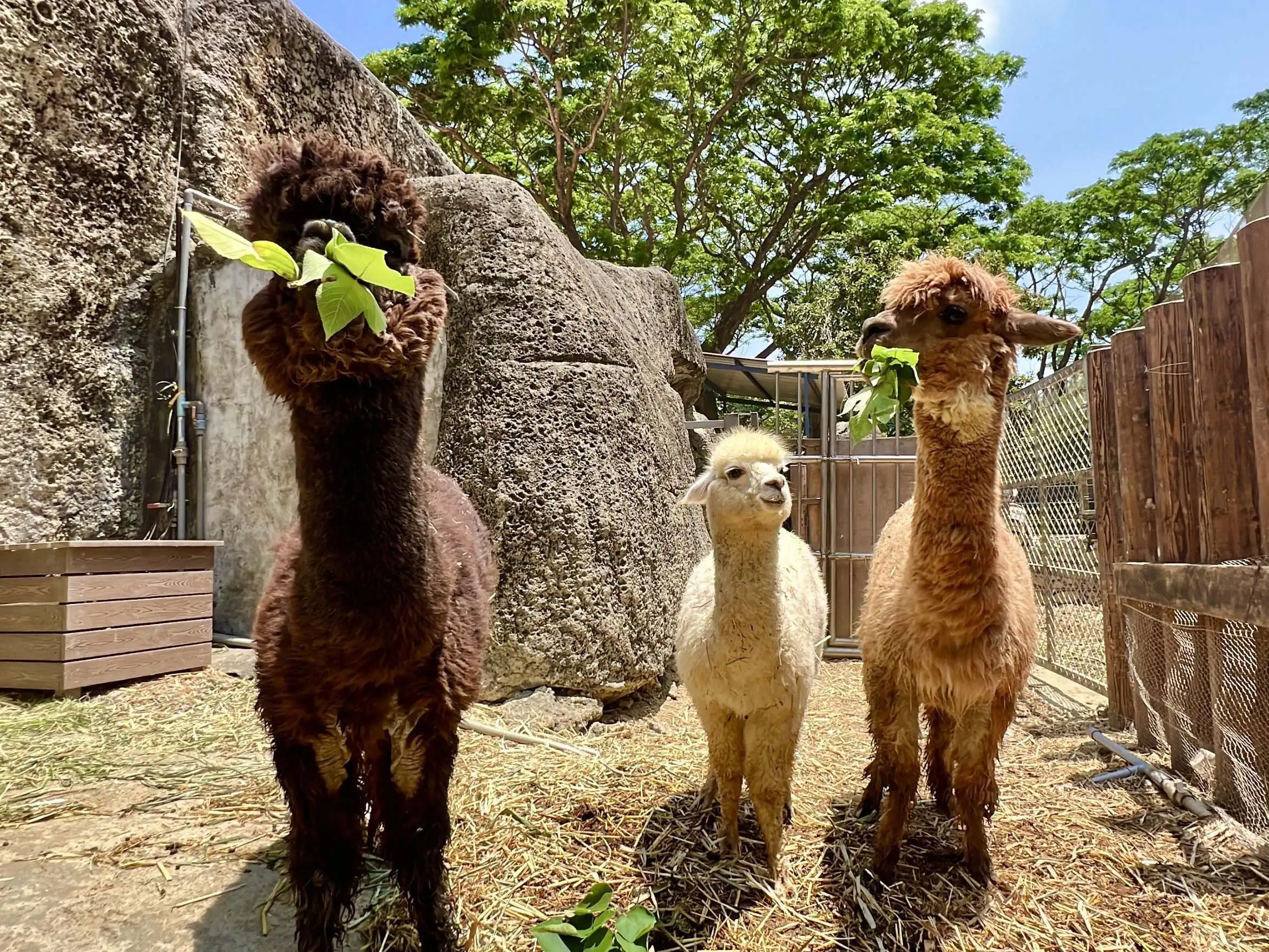 高雄市觀光局表示，高雄兒童節「恐龍酷樂園」將於4月3日至6日在衛武營國家藝術文化中心舉行，壽山動物園同步推出「壽山童話祭」，12歲以下兒童可免費入園並享餐飲優惠。（圖/觀光局提供）