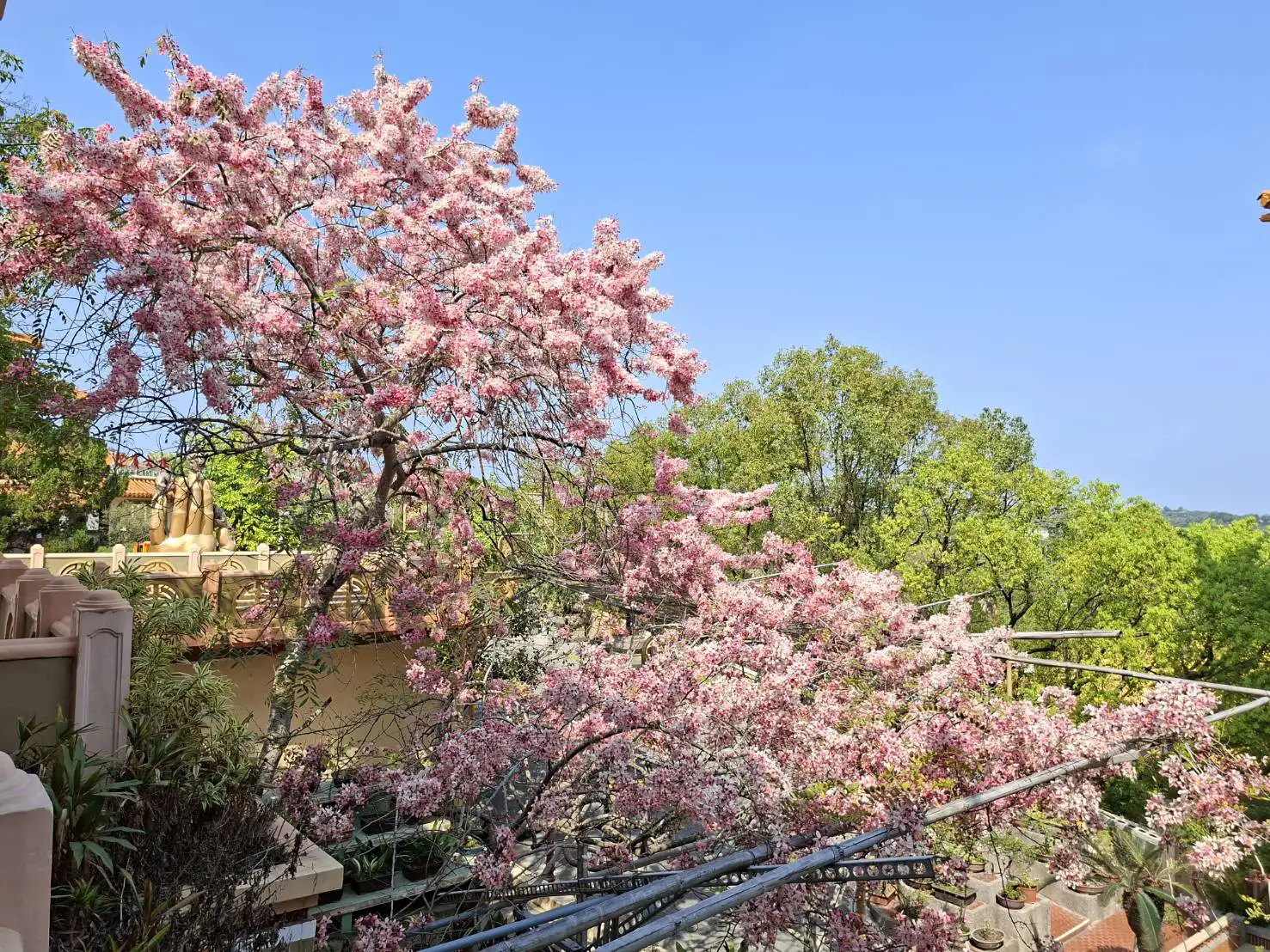 南化玉山寶光聖堂花旗木盛開，粉紅花海隨風綻放，吸引民眾前來賞花拍照，感受春日浪漫氛圍。（圖/台南市農業局提供）