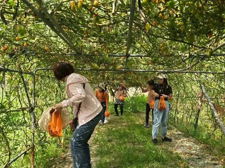 龜丹休閒體驗農園採果體驗 (台南市觀旅局提供)