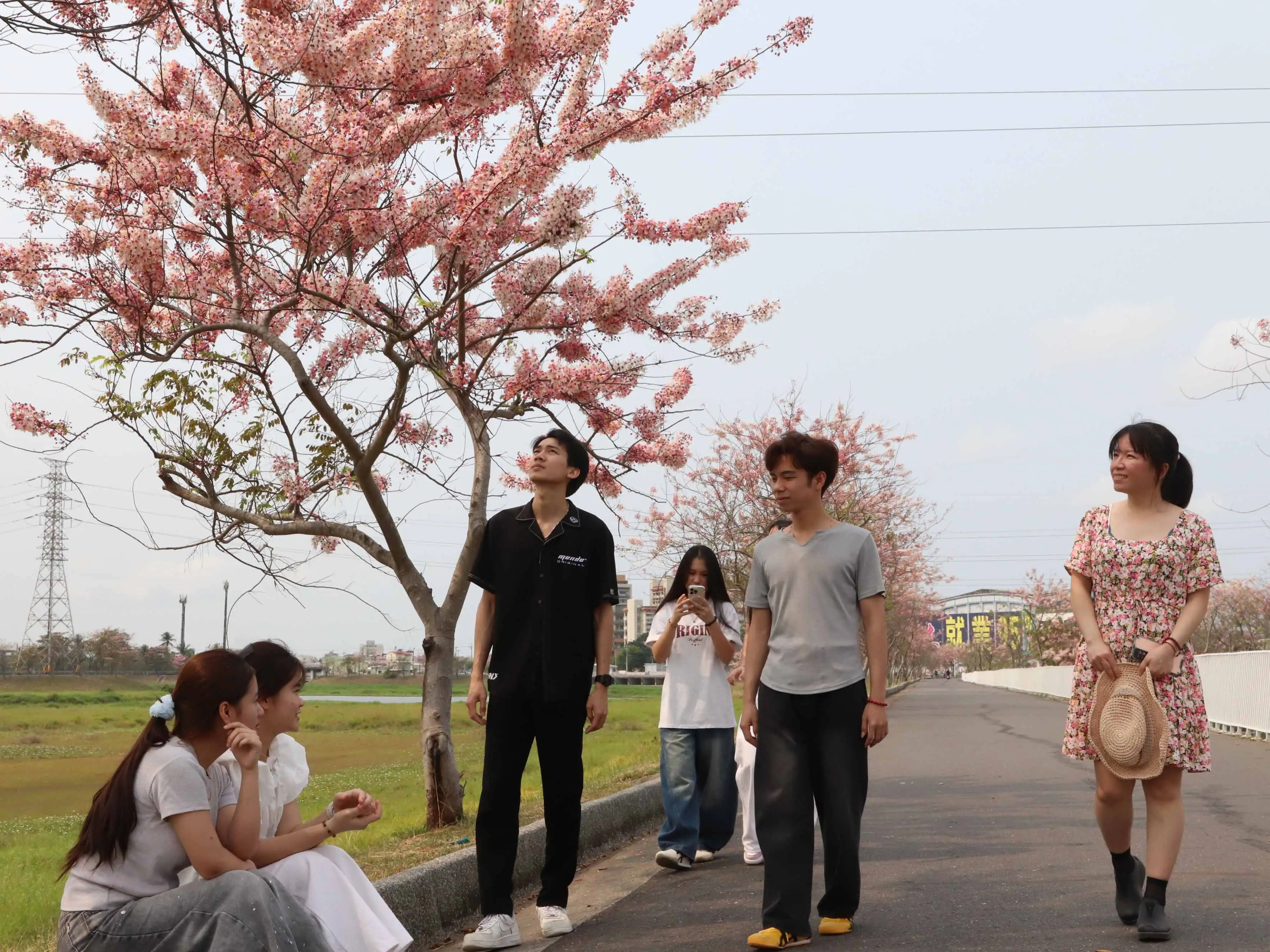 位於中華醫大旁的仁德滯洪池花旗木正盛開，師生佔地利之便就近賞花並分享賞花資訊。(圖/中華醫事科技大學提供)