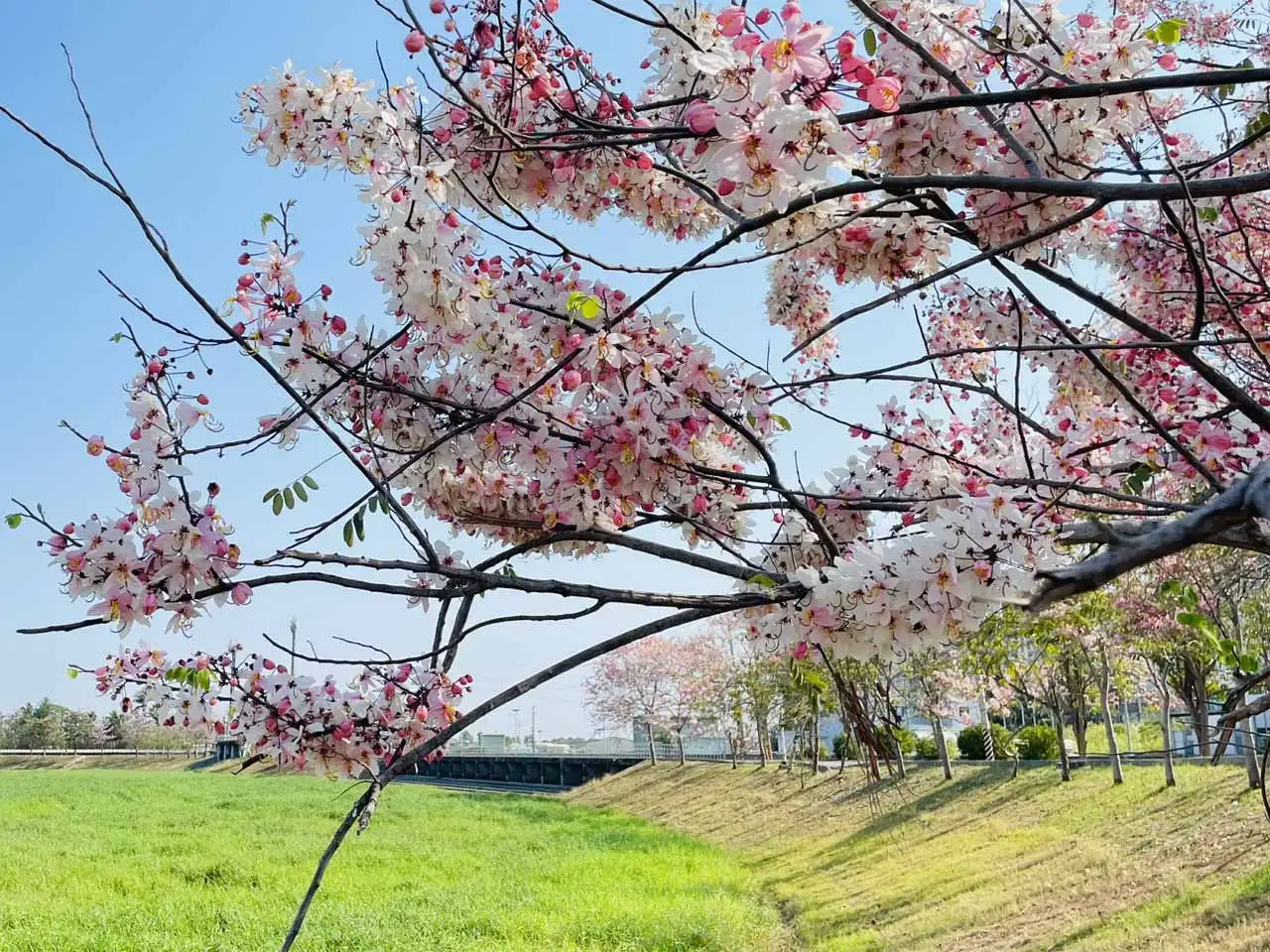 中華醫大旁的仁德滯洪池沿岸種有紅花風鈴木和花旗木，是台南市熱門的賞花景點之一。(圖/中華醫事科技學提供)