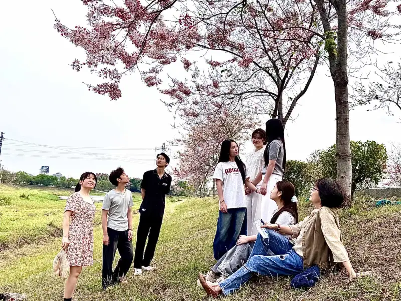 仁德滯洪池花旗木盛開　中華醫大師生搶拍春日粉紅花海