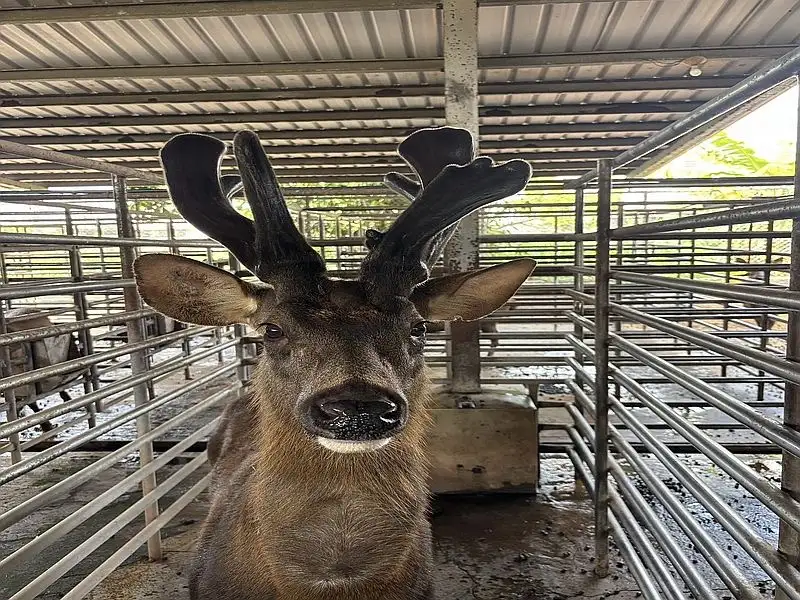 目前正值鹿茸採收期,歡迎民眾到臺南市優質鹿場選購新鮮鹿茸。(圖/台南市農業局提供)