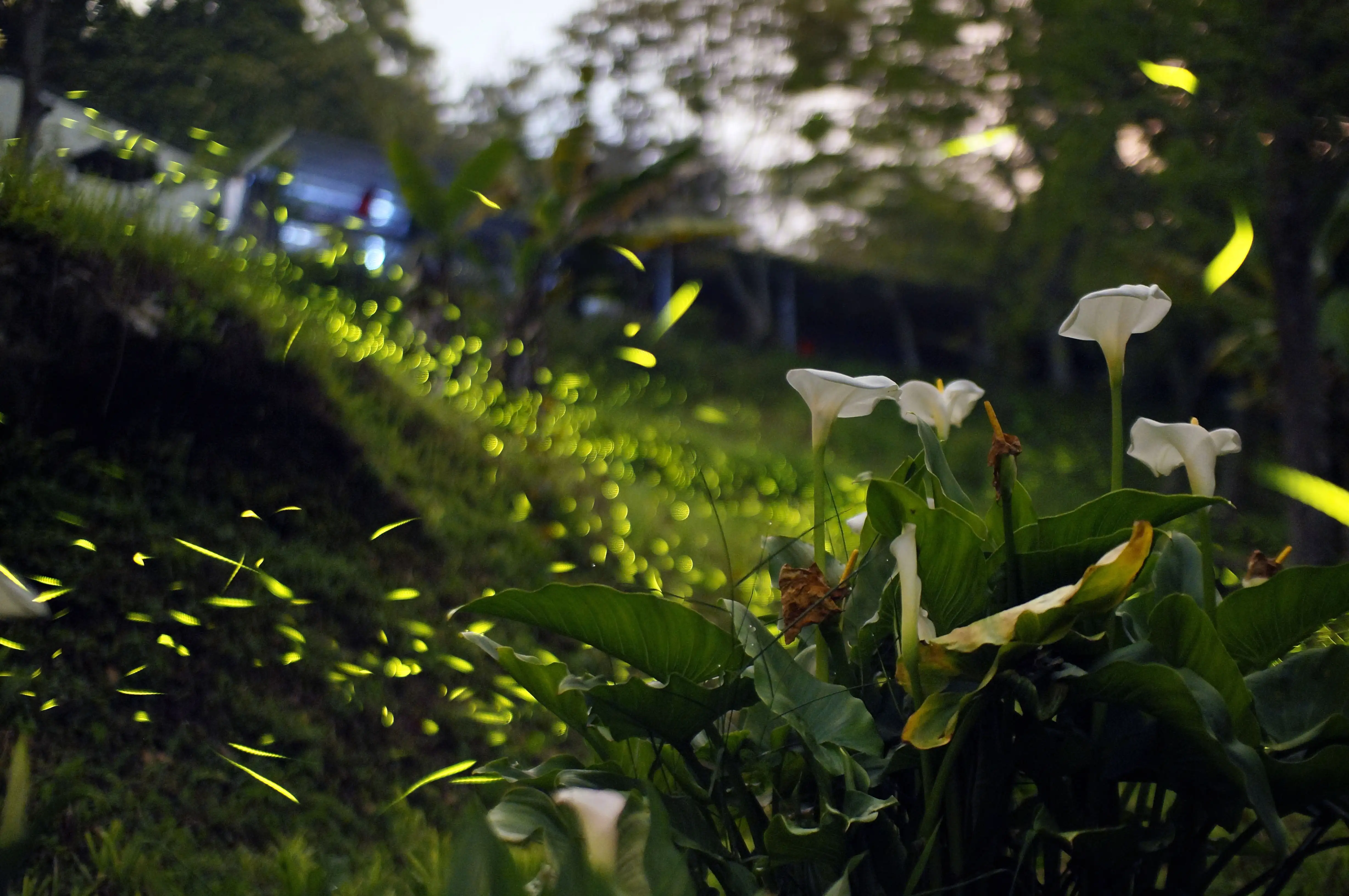 夜幕降臨嘉義瑞里山區，成群螢火蟲在林間閃爍飛舞，點點螢光宛如鋪展的綠色星河，營造出春季限定的夢幻景致。(圖/嘉義縣政府提供)