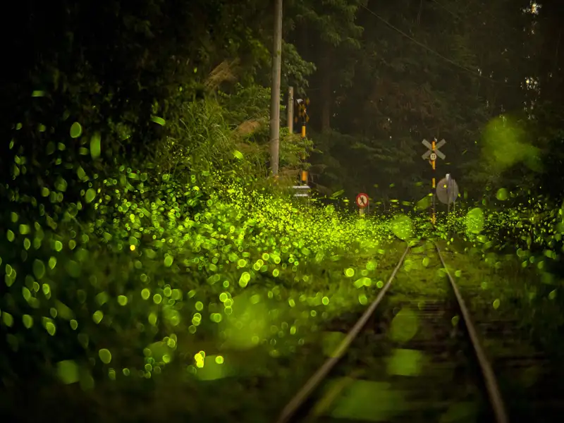 台灣燈會落幕接續賞螢　嘉義山區春季限定美景登場