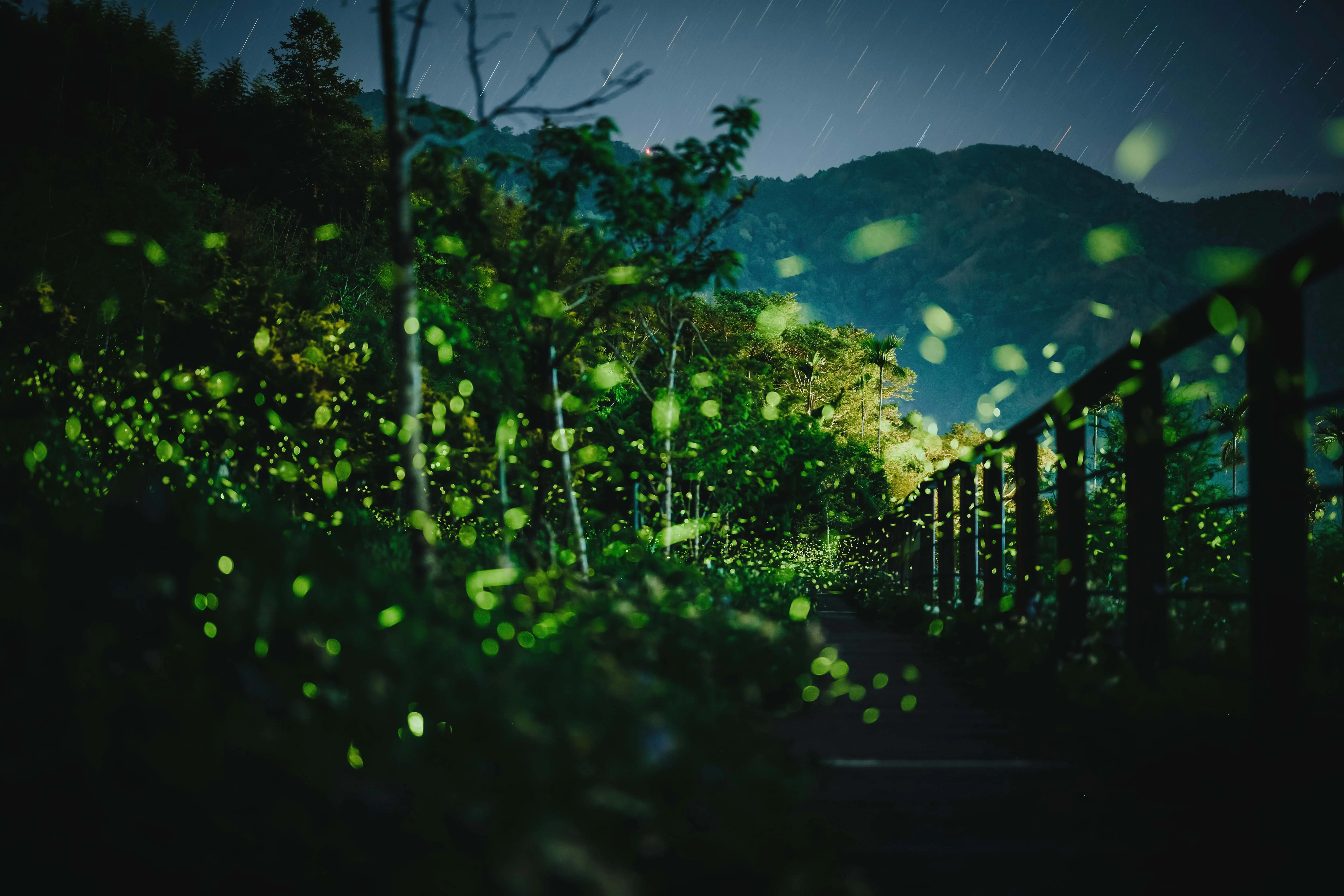 夜幕降臨嘉義瑞里山區，成群螢火蟲在林間閃爍飛舞，點點螢光宛如鋪展的綠色星河，營造出春季限定的夢幻景致。(圖/嘉義縣政府提供)
