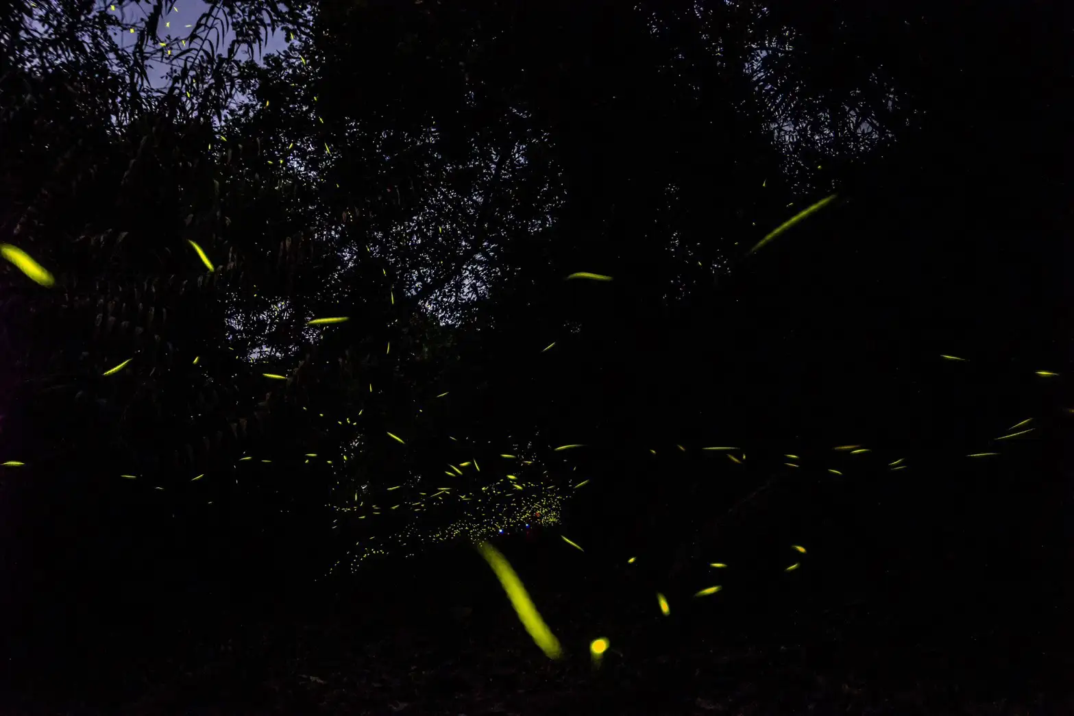 楠西梅嶺夜間螢火蟲點點飛舞，展現春季限定的自然生態美景。(圖/臺南市觀旅局提供)