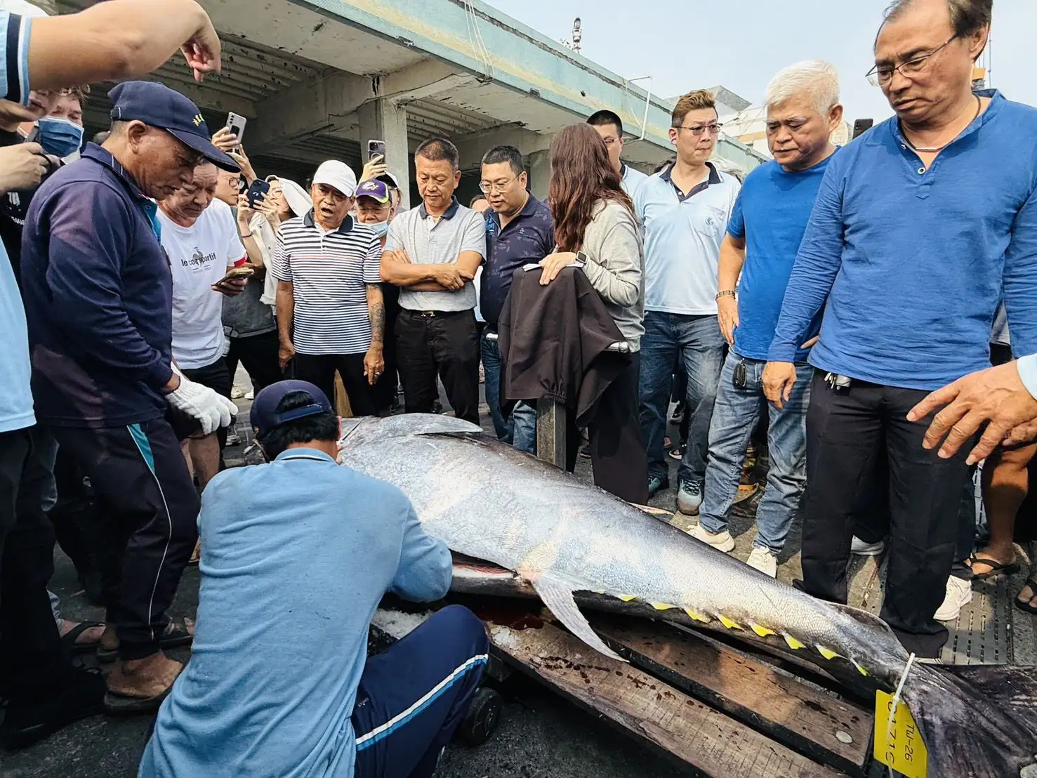 琉球籍漁船「富漁慶2號」捕獲黑鮪魚，經磅重確認魚體逾175公斤，正式取得2026年屏東第一鮪資格。(圖/屏東縣政府提供)