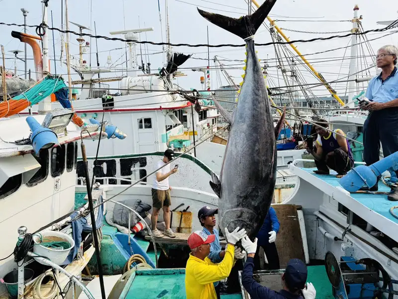 屏東第一鮪報到  富漁慶2號奪頭采