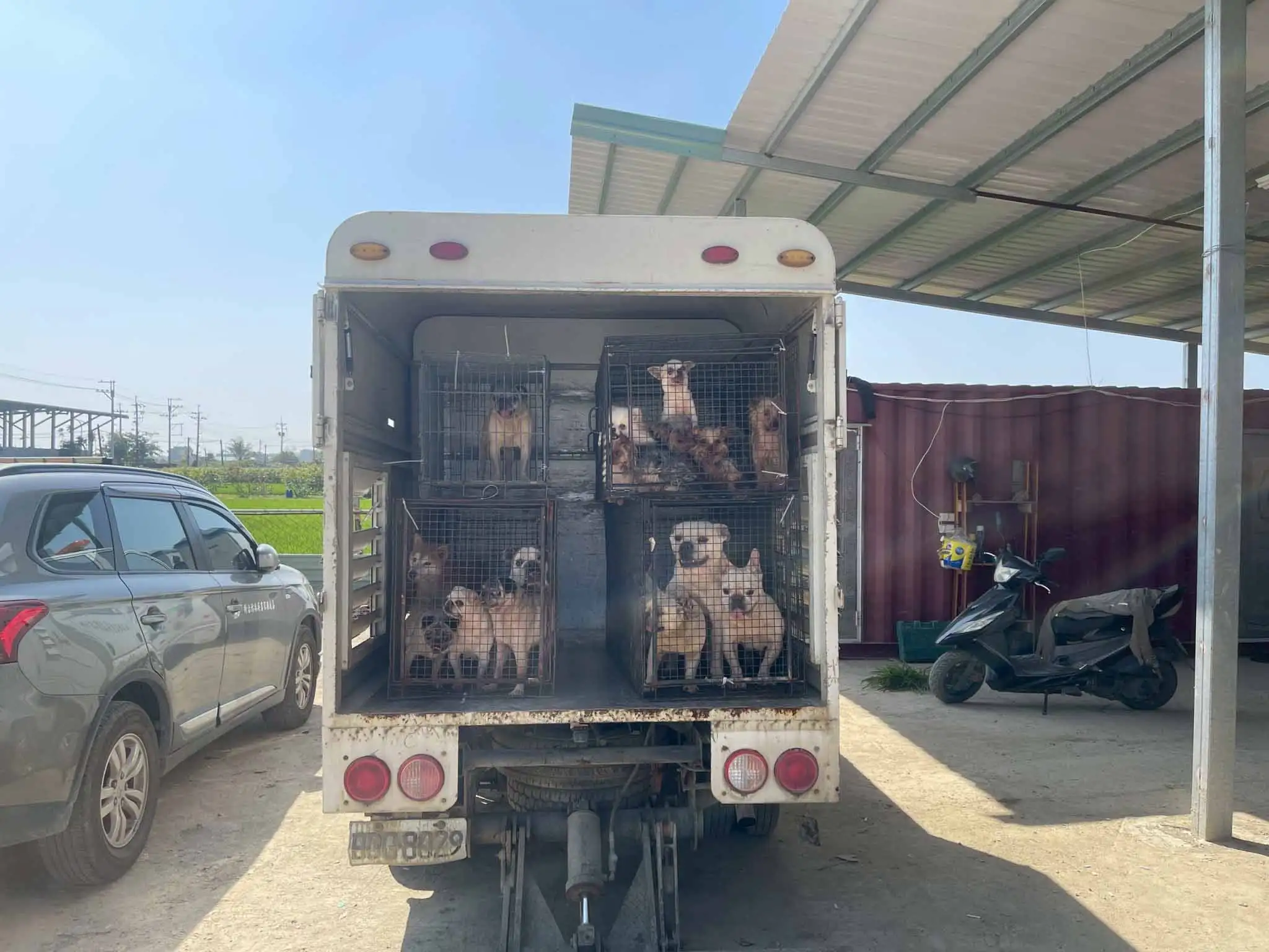 嘉縣近期查獲兩起犬隻疑遭割聲帶案，已移送偵辦(圖/嘉義縣家畜疾病防治所提供)