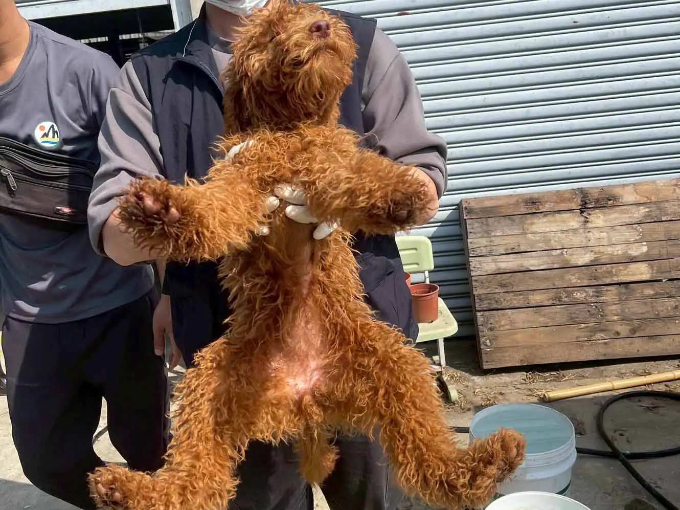 嘉縣近期查獲兩起犬隻疑遭割聲帶案，已移送偵辦(圖/嘉義縣家畜疾病防治所提供)