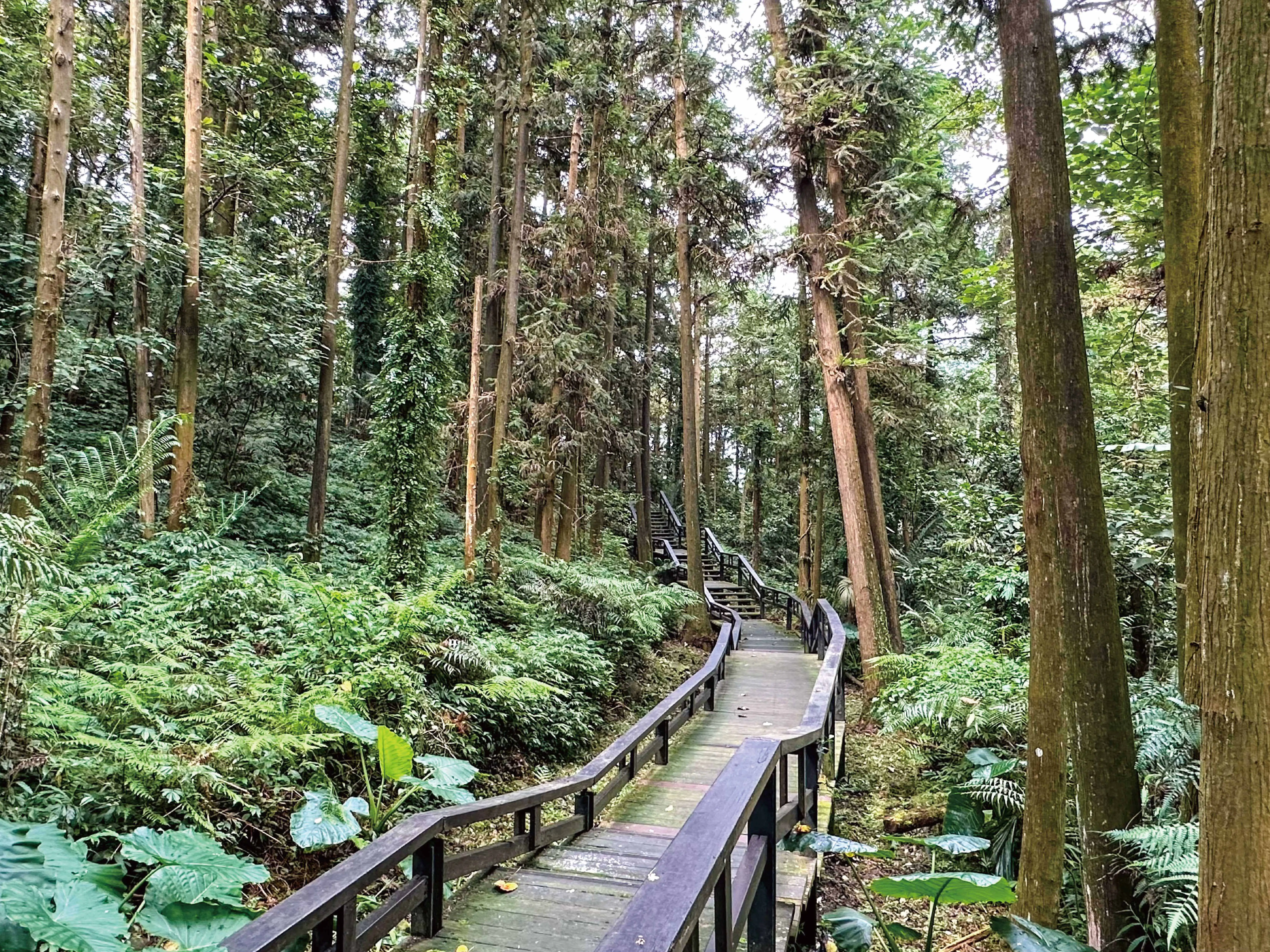 漫步龍美步道享受森林靜謐。入夜後，螢火蟲陸續現身，點點螢光在林間飛舞，為親子旅程增添難忘回憶。(圖/嘉義縣文化觀光局提供)