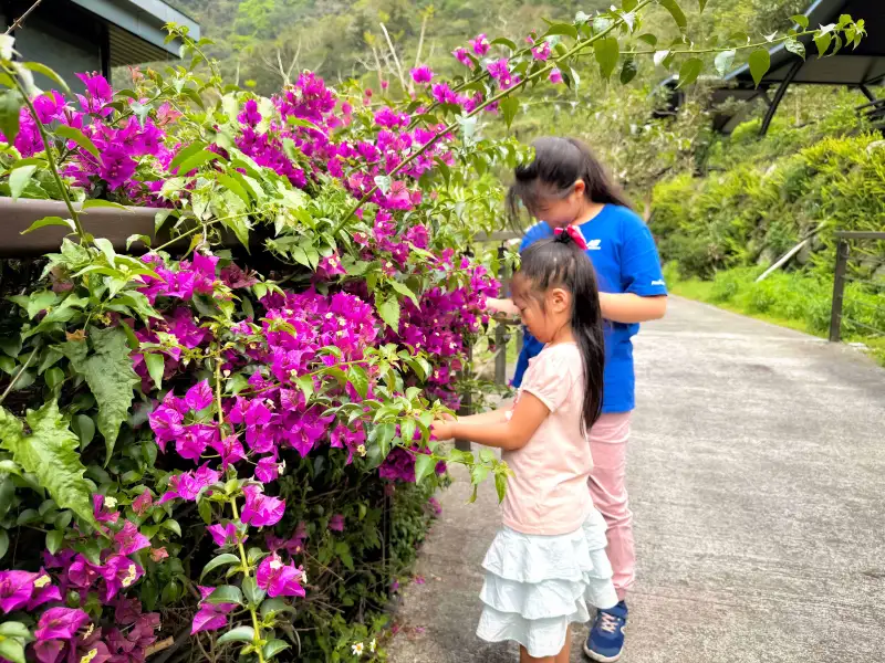 阿里山腳下賞螢季開跑　親子一日遊結合美食與自然體驗