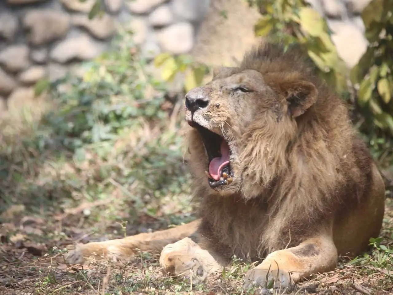 非洲獅「二哥」獅吼震撼，氣勢十足。(圖/壽山動物園提供)