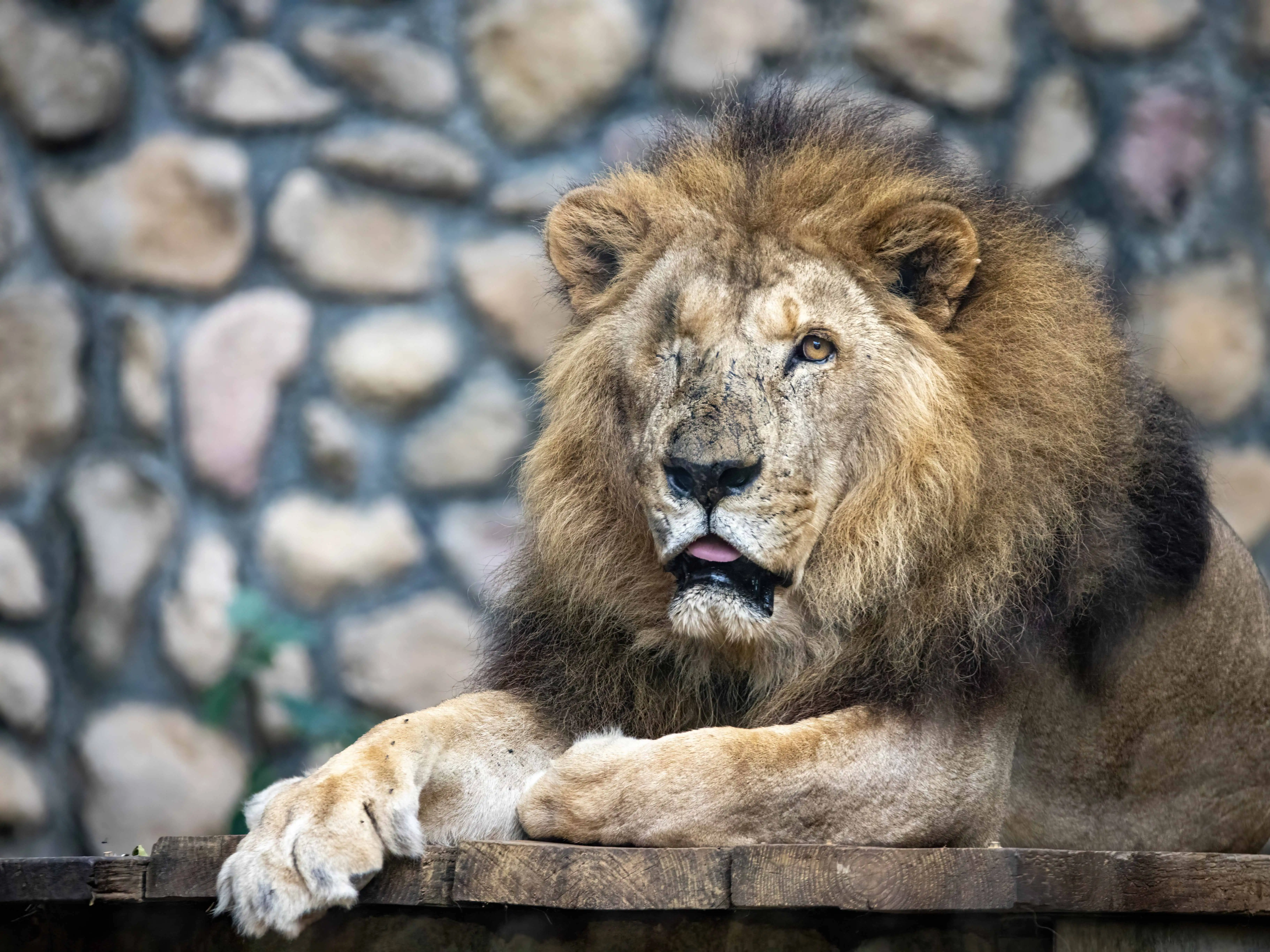 非洲獅「二哥」於棲架上休息。(圖/壽山動物園提供)