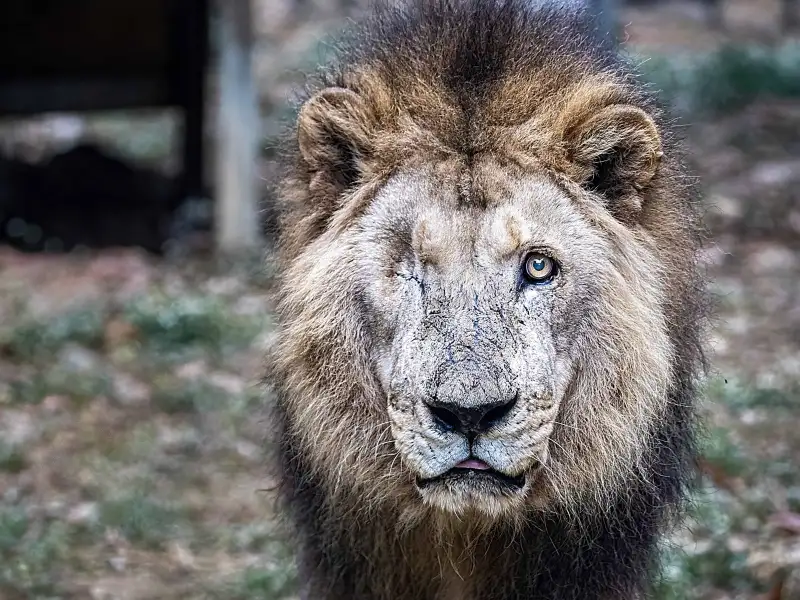 陪伴高雄23年　壽山動物園非洲獅「二哥」安然離世