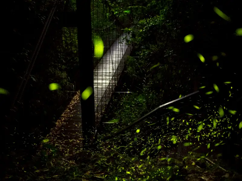 賞螢季節到！嘉義樂野部落兩天一夜深度體驗　結合文化與手作之旅