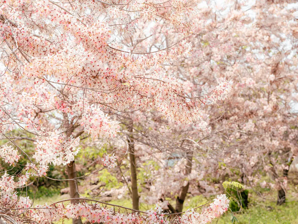 台南梅嶺螢火蟲季登場，結合賞螢、桐花與溫泉，成為春季熱門旅遊亮點。(圖/台南市觀光旅遊局提供)