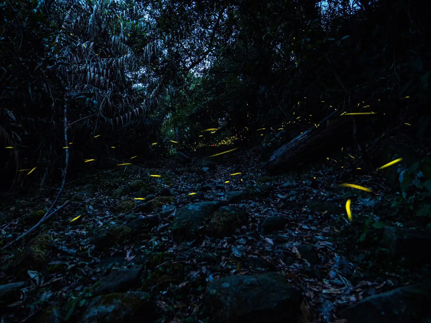 台南梅嶺螢火蟲季登場，結合賞螢、桐花與溫泉，成為春季熱門旅遊亮點。(圖/台南市觀光旅遊局提供)