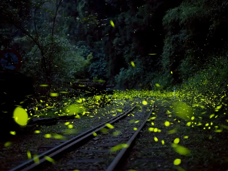 阿里山療癒慢旅正夯　老宅鍋物、茶園步道與螢光夜景一次體驗