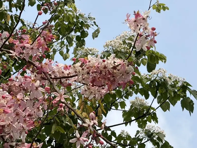油桐花旗紅白爭艷。(圖/台南市政府客委會提供)
