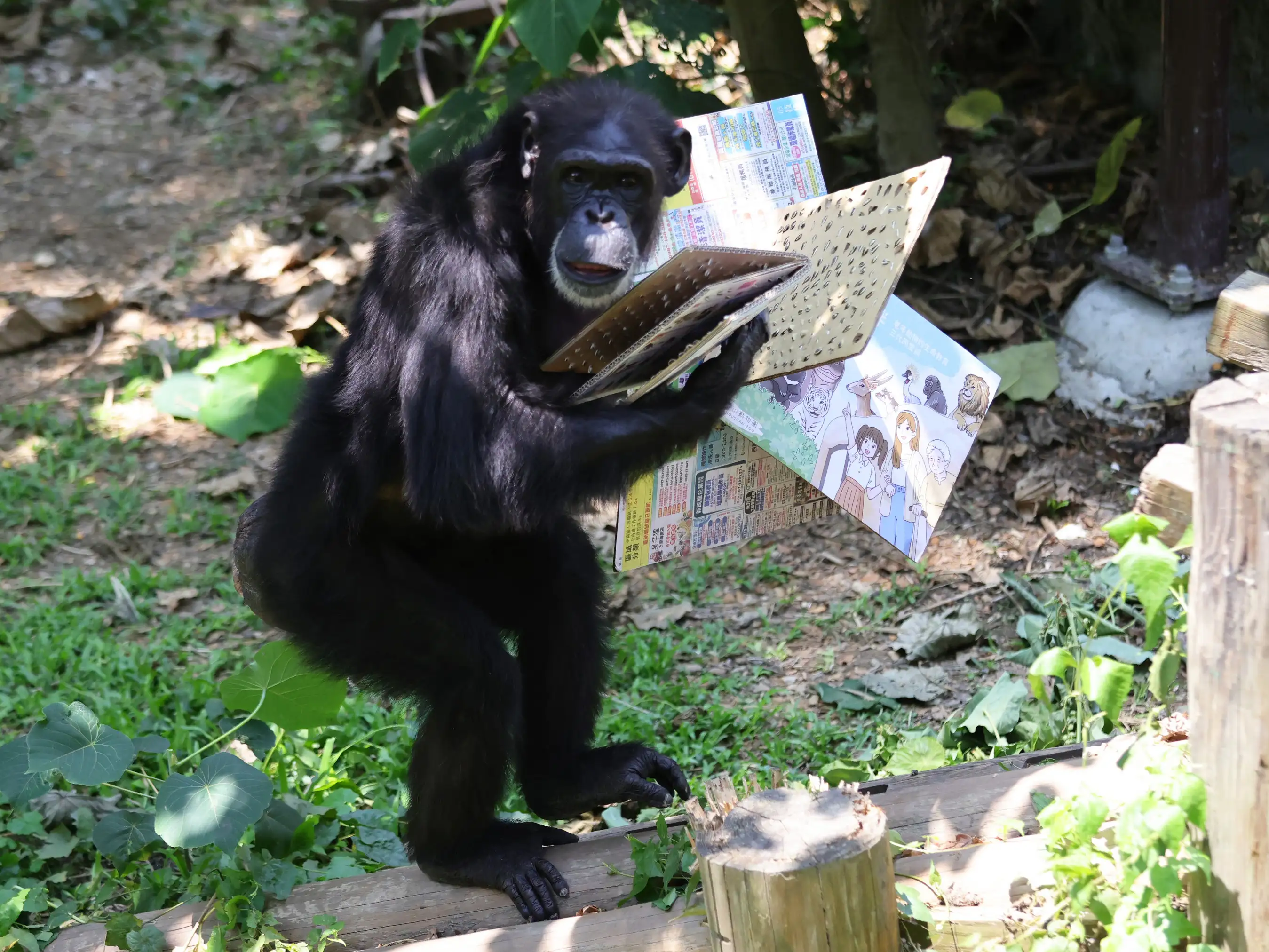 黑猩猩「曼華」一口氣拿多本「藏食瓦楞紙書」（圖/高雄市觀光局提供）